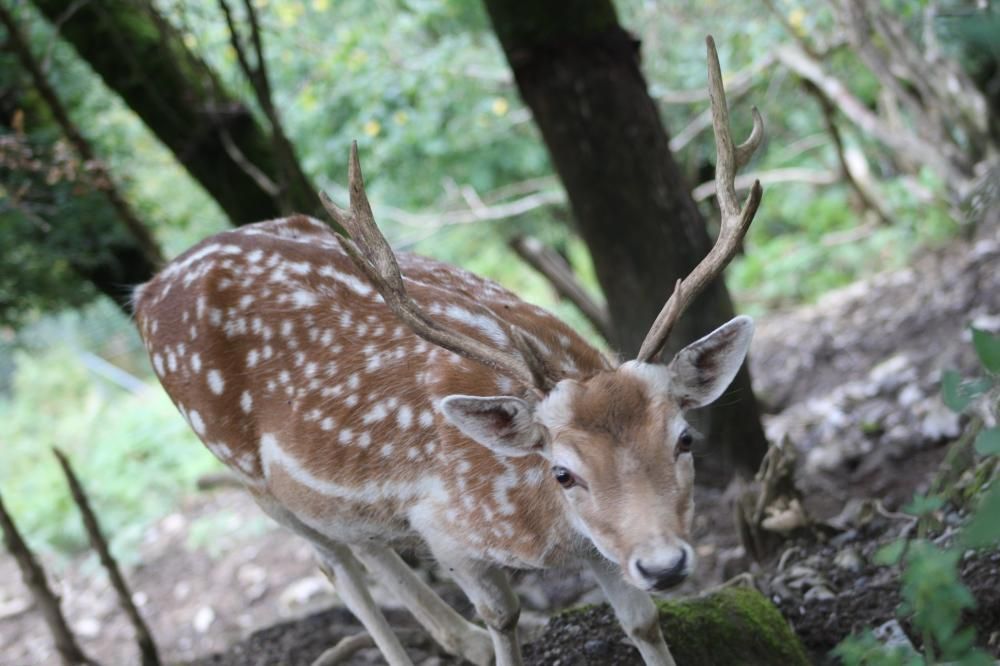 Daim accueilli au Parc’Ours