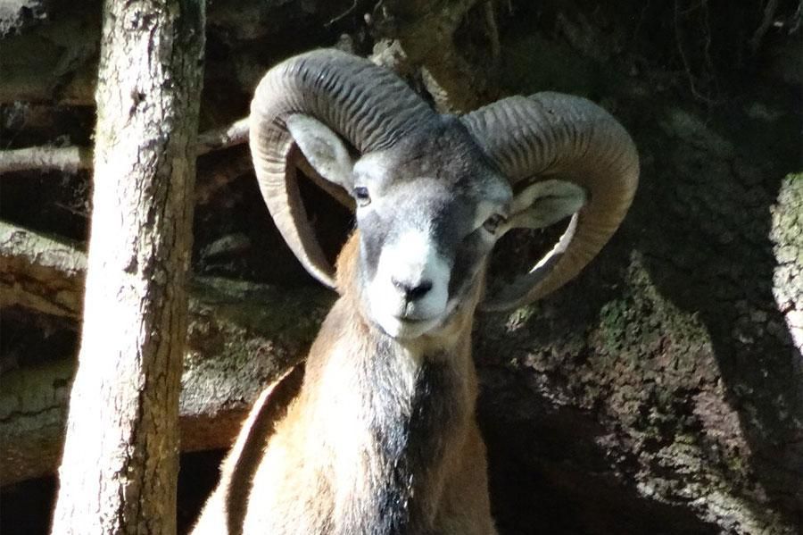 Mouflon dans son enclos au Parc’Ours