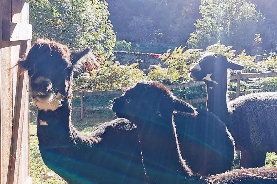 Alpaga accueilli au Parc’Ours