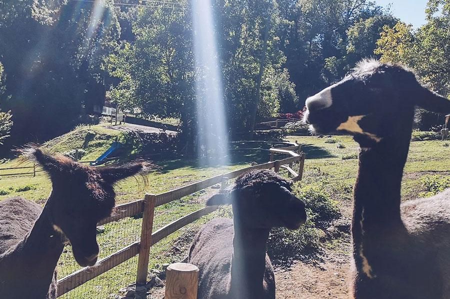 Alpaga dans son parc au Parc’Ours