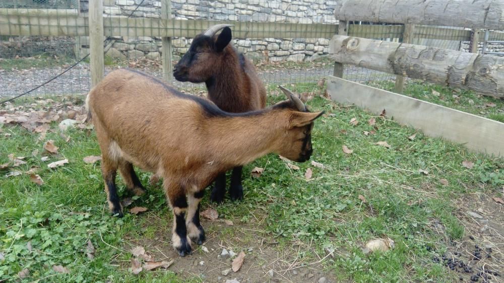 Chèvres accueillies au Parc’Ours