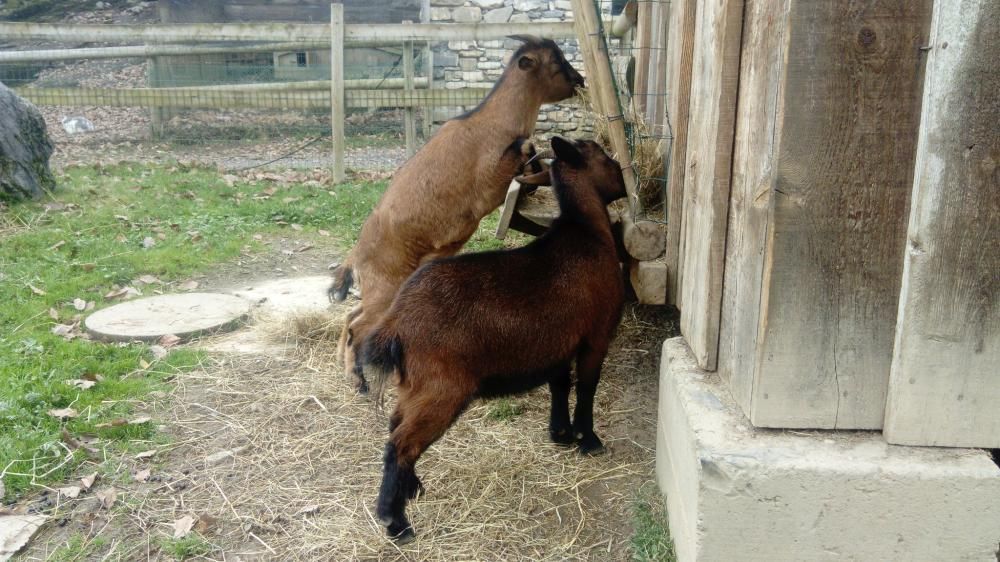 Chèvres dans leur enclos au Parc’Ours
