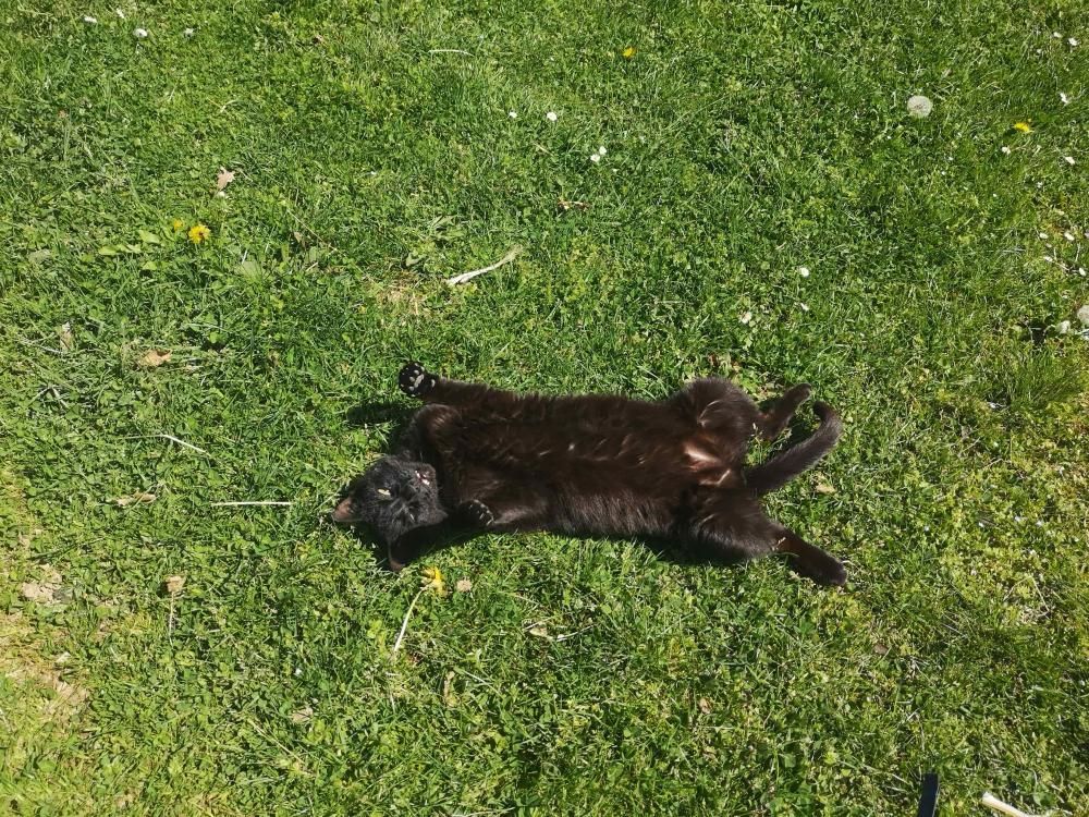 Chat domestique vivant au Parc’Ours