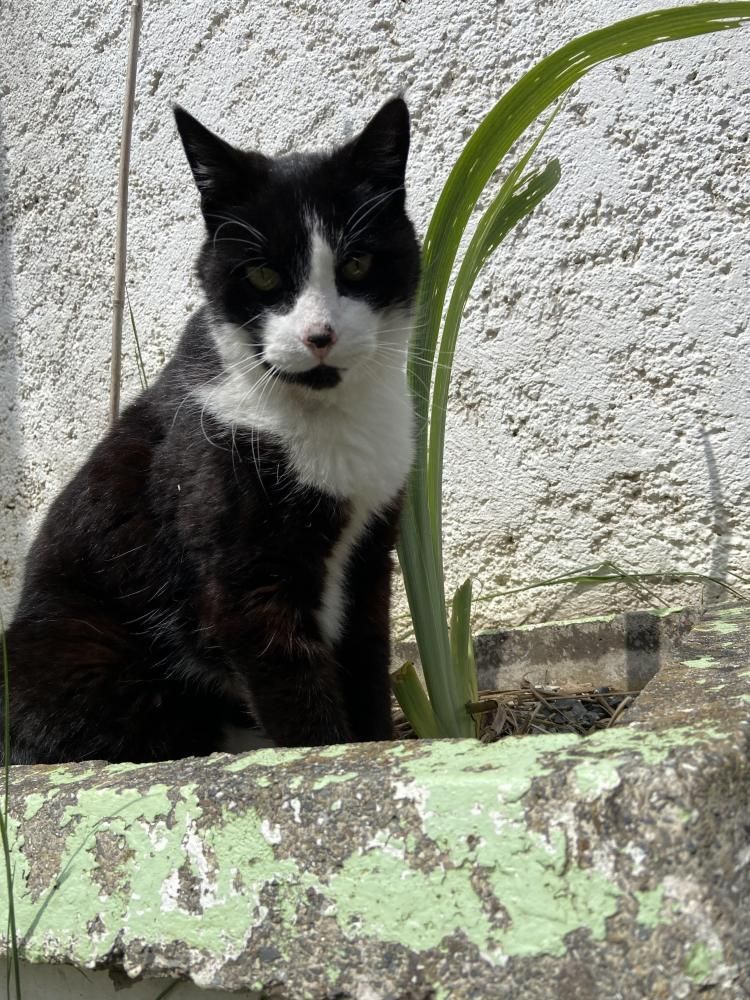 Chat se promenant au Parc’Ours