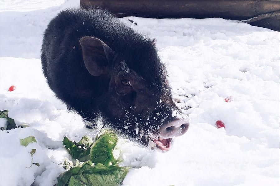 Cochon nain accueilli au Parc’Ours