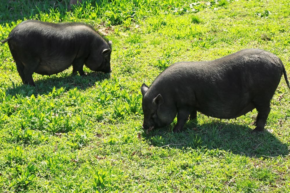 Cochon nain dans son espace au Parc’Ours