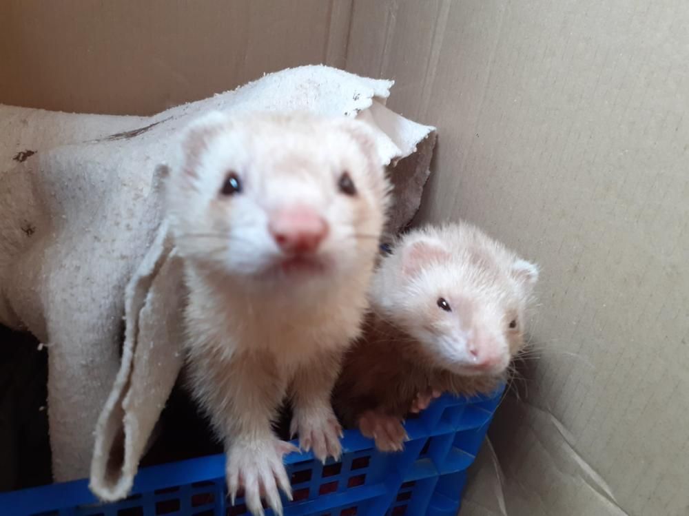 Furet accueilli au Parc’Ours