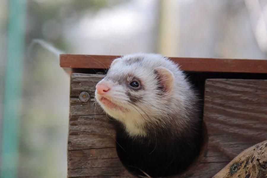 Furet dans son espace au Parc’Ours