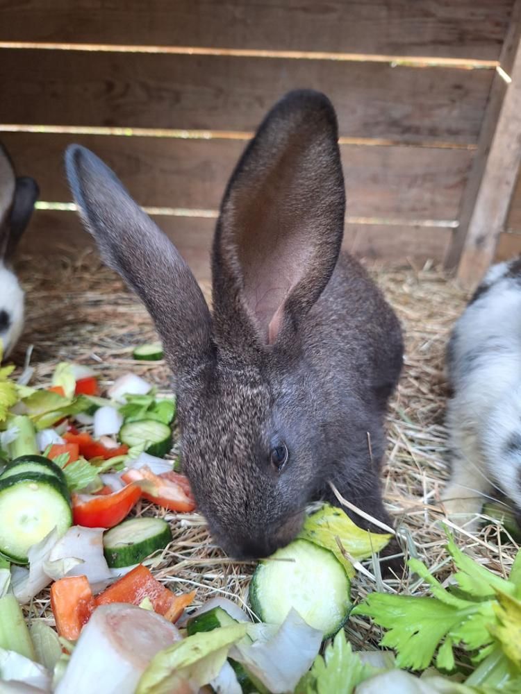 Lapin géant accueilli au Parc’Ours