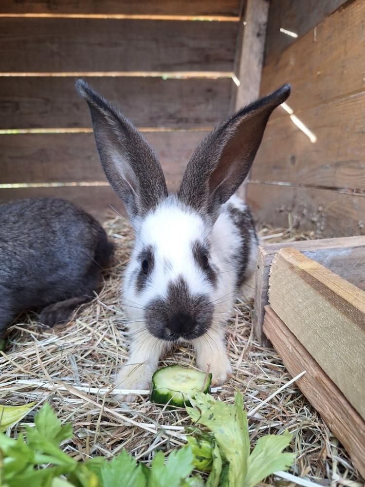 Lapin géant dans son espace au Parc’Ours