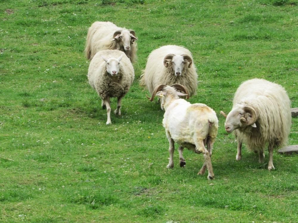 Moutons accueillis au Parc’Ours