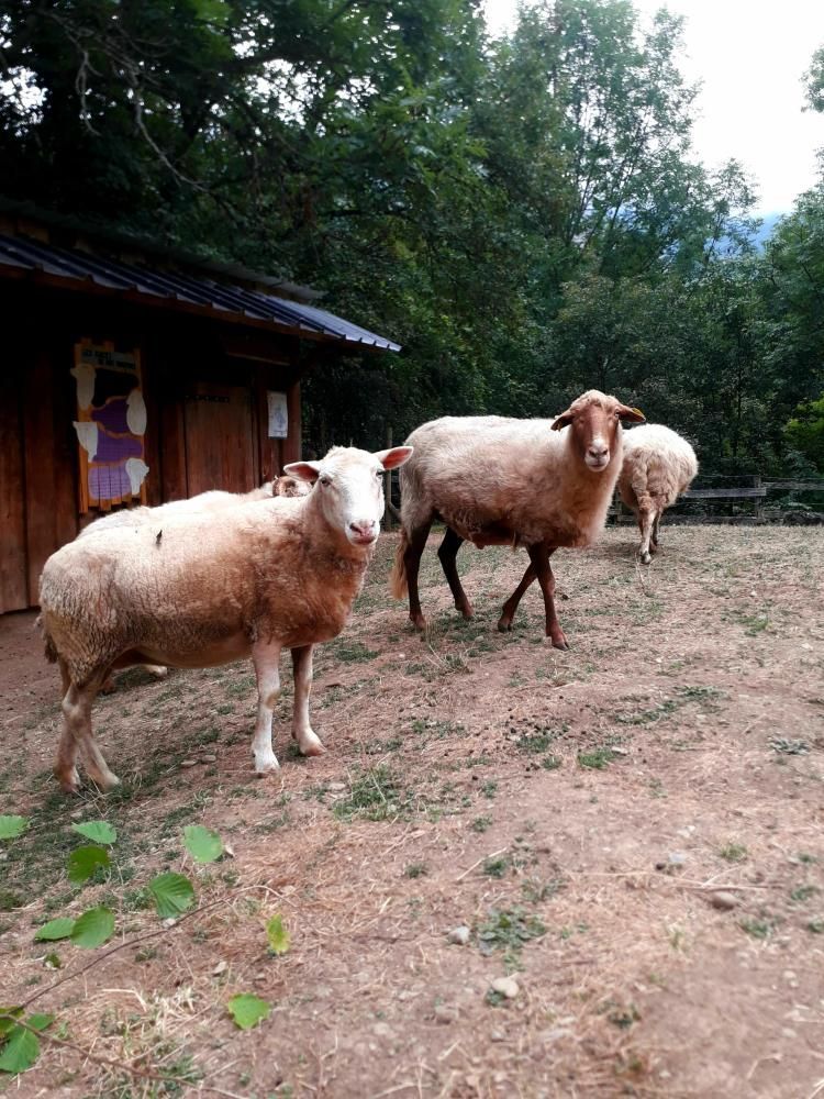 Moutons dans leur enclos au Parc’Ours