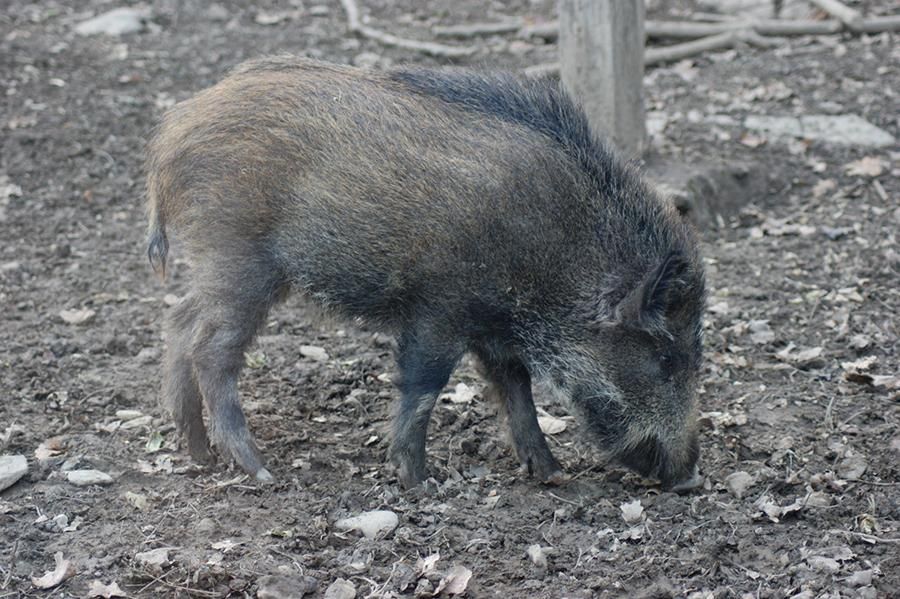 Sanglier accueilli au Parc’Ours