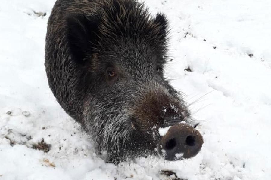 Sanglier dans son espace au Parc’Ours