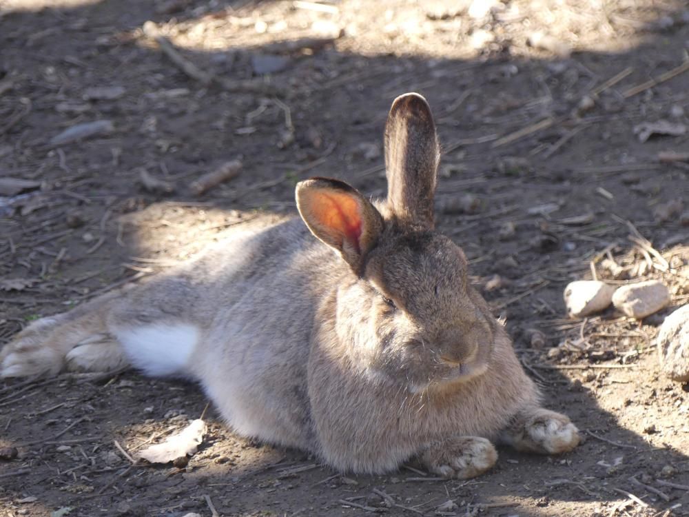 Lapins et cochons d’Inde dans leur espace au Parc’Ours