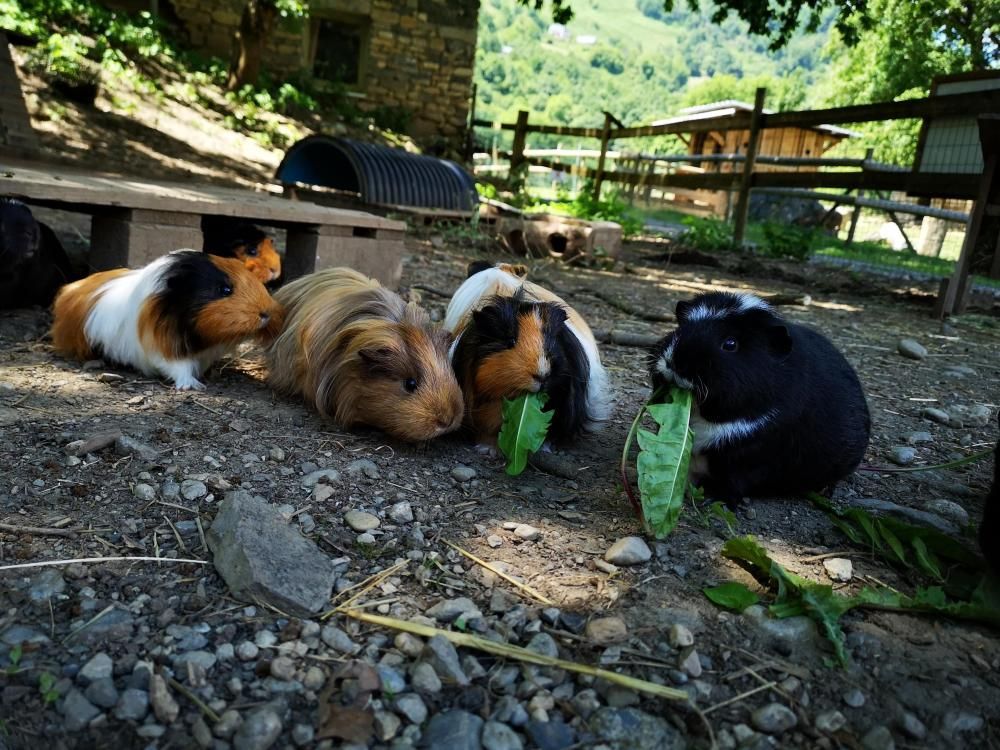 Lapins et cochons d’Inde accueillis au Parc’Ours
