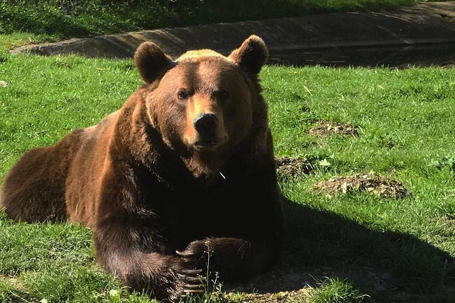 Ours brun accueilli au Parc’Ours