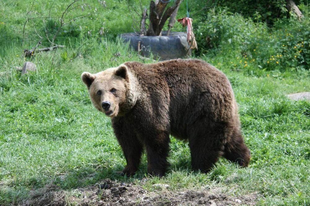 Ours brun dans son espace au Parc’Ours