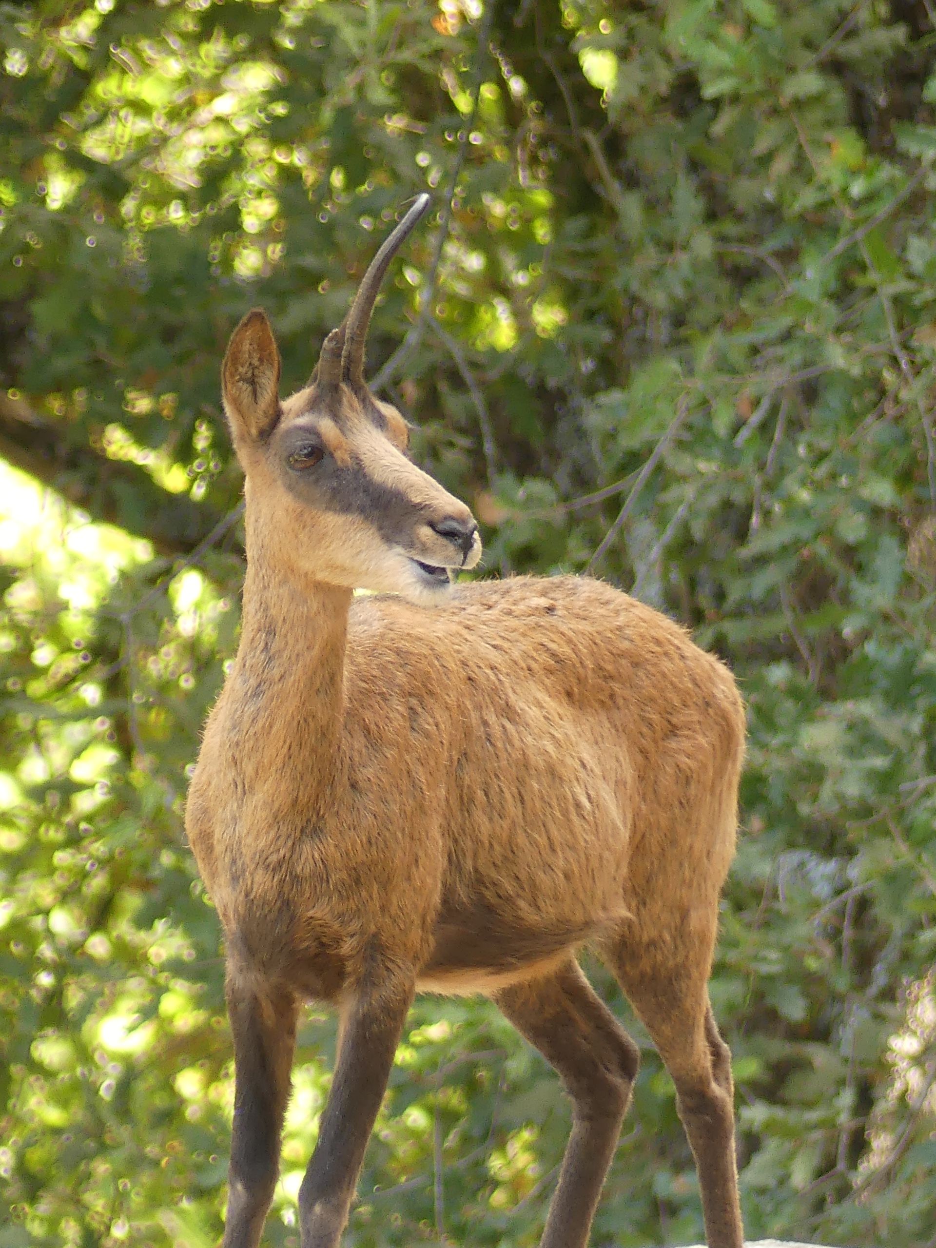 Isard dans son espace au Parc’Ours