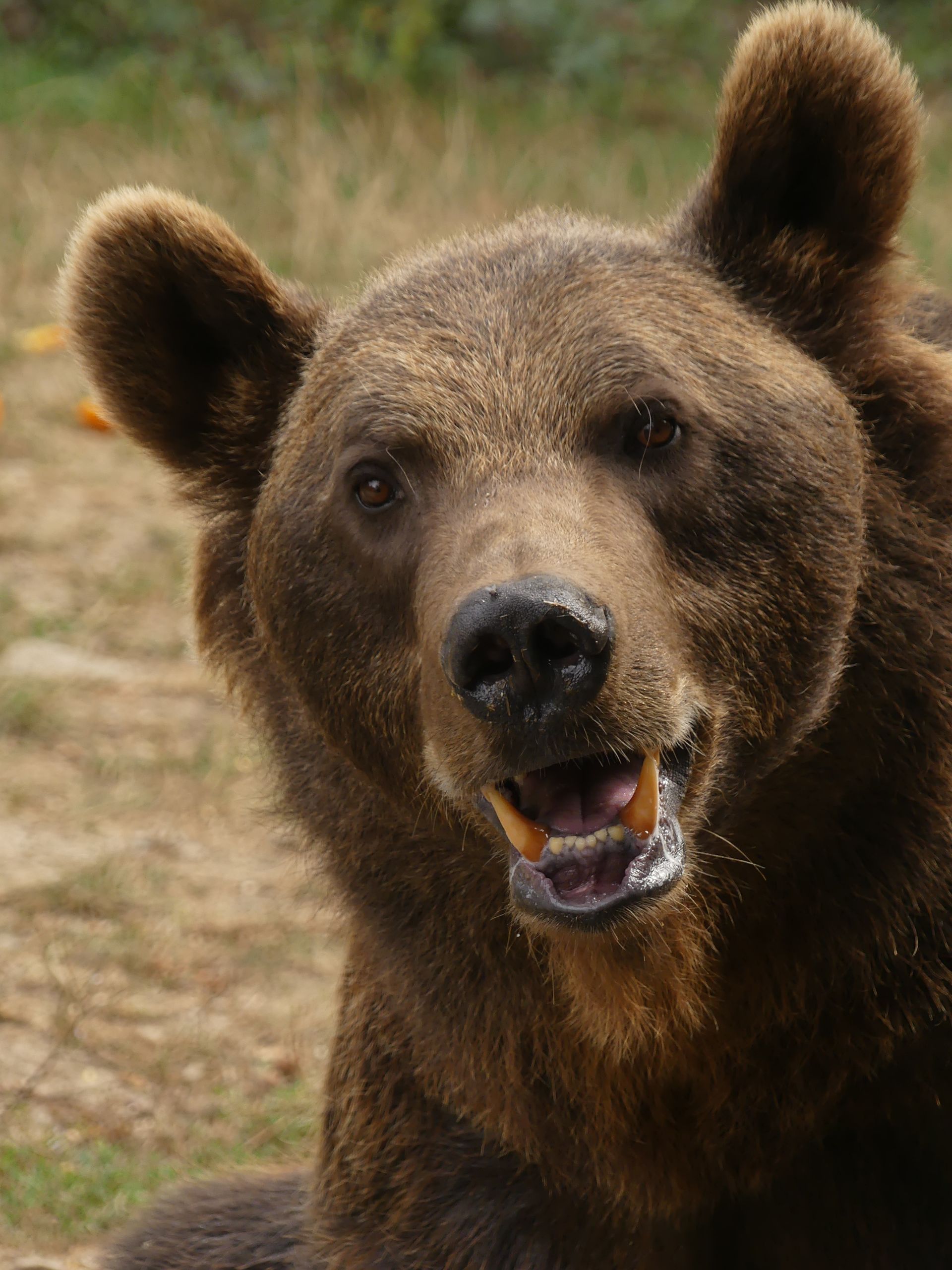 Un ours brun, la tête posée sur ses pattes, près d'une bûche, avec une clôture en bois floue en arrière-plan.
