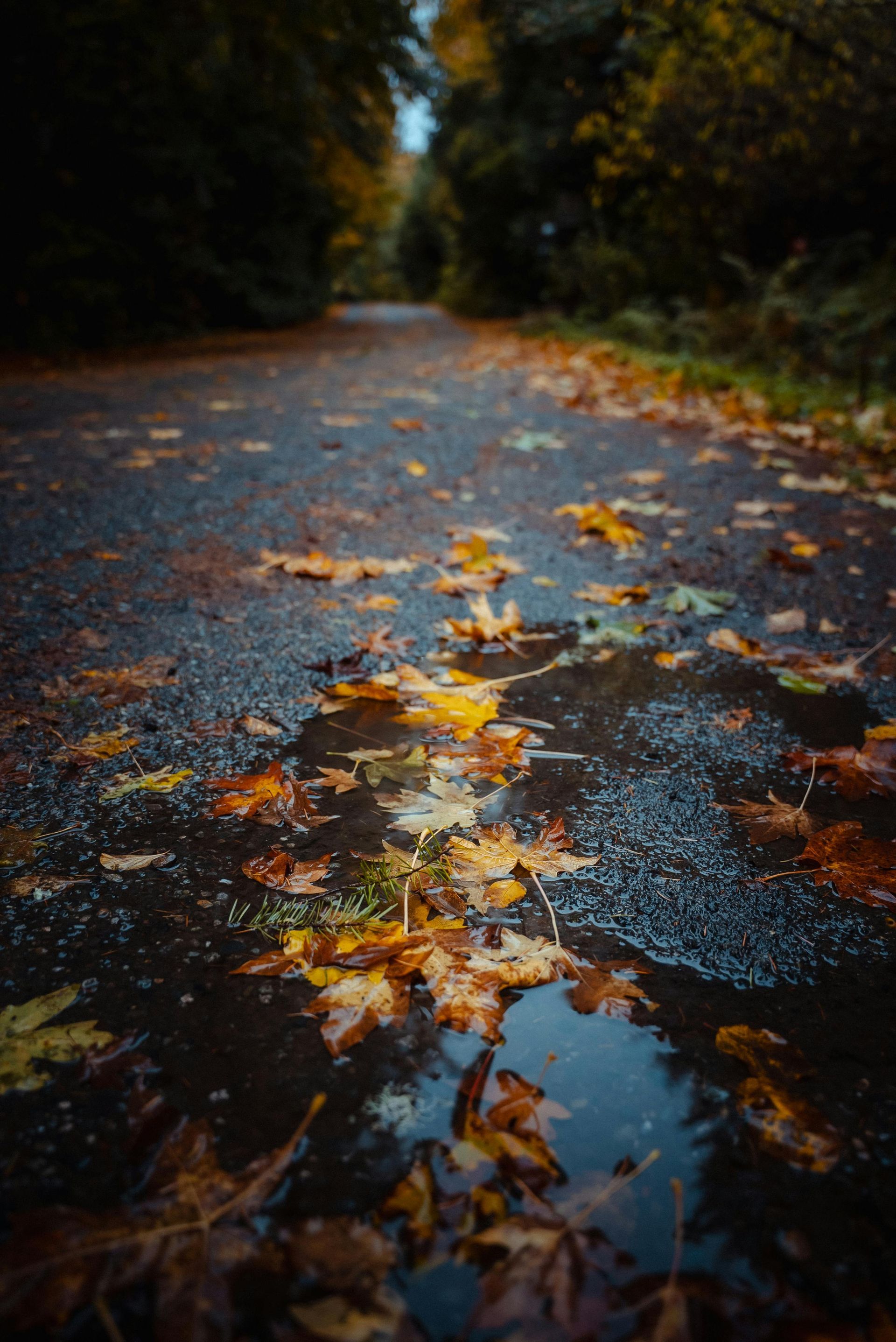 Route mouillée, feuilles d'automne éparpillées dans les flaques. Des arbres bordent la route ; flou artistique.