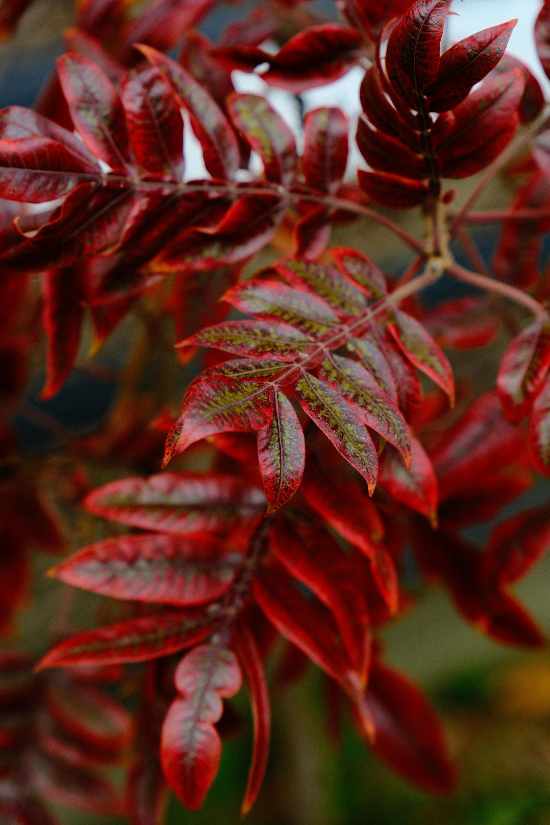 Feuilles rouges et marron aux bords dentelés sur une branche, illuminées sur un fond flou.