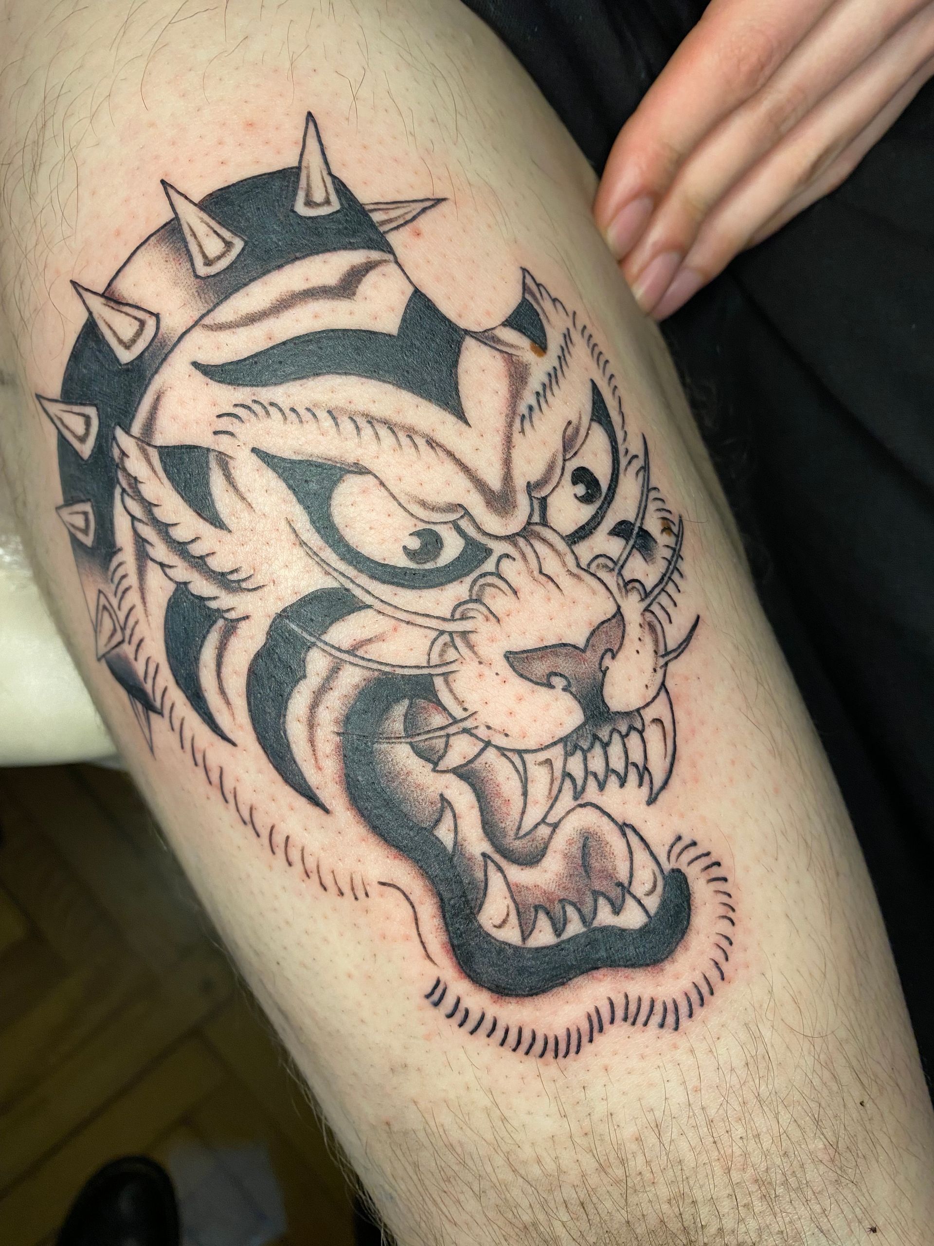 Tatuaje de una cabeza de tigre gruñendo en una pierna, con púas alrededor del cuello, tinta blanca y negra.