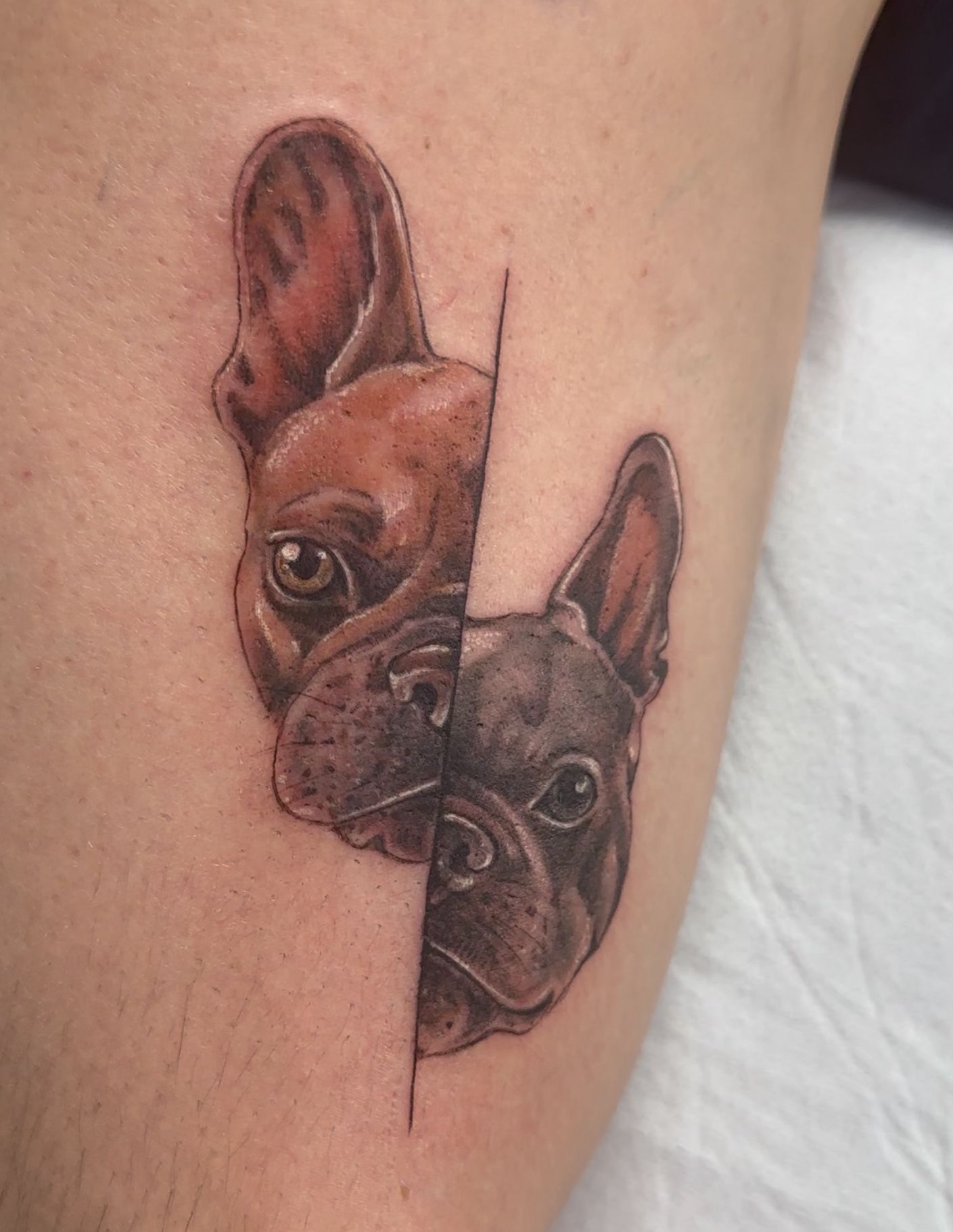 Tatuaje de un Bulldog Francés dividido verticalmente, una mitad marrón y la otra negra.