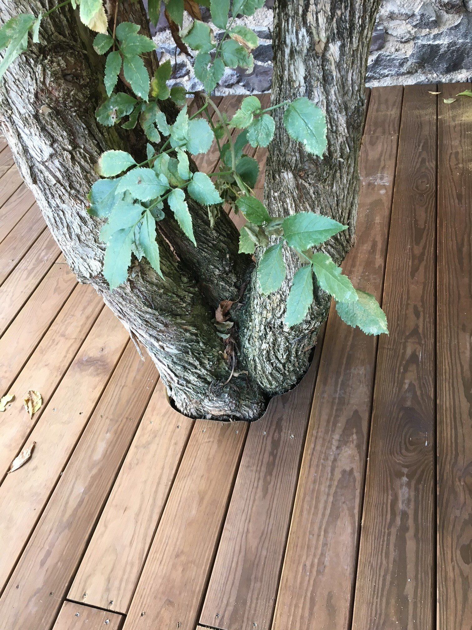 détail de terrasse en pin de Caroline