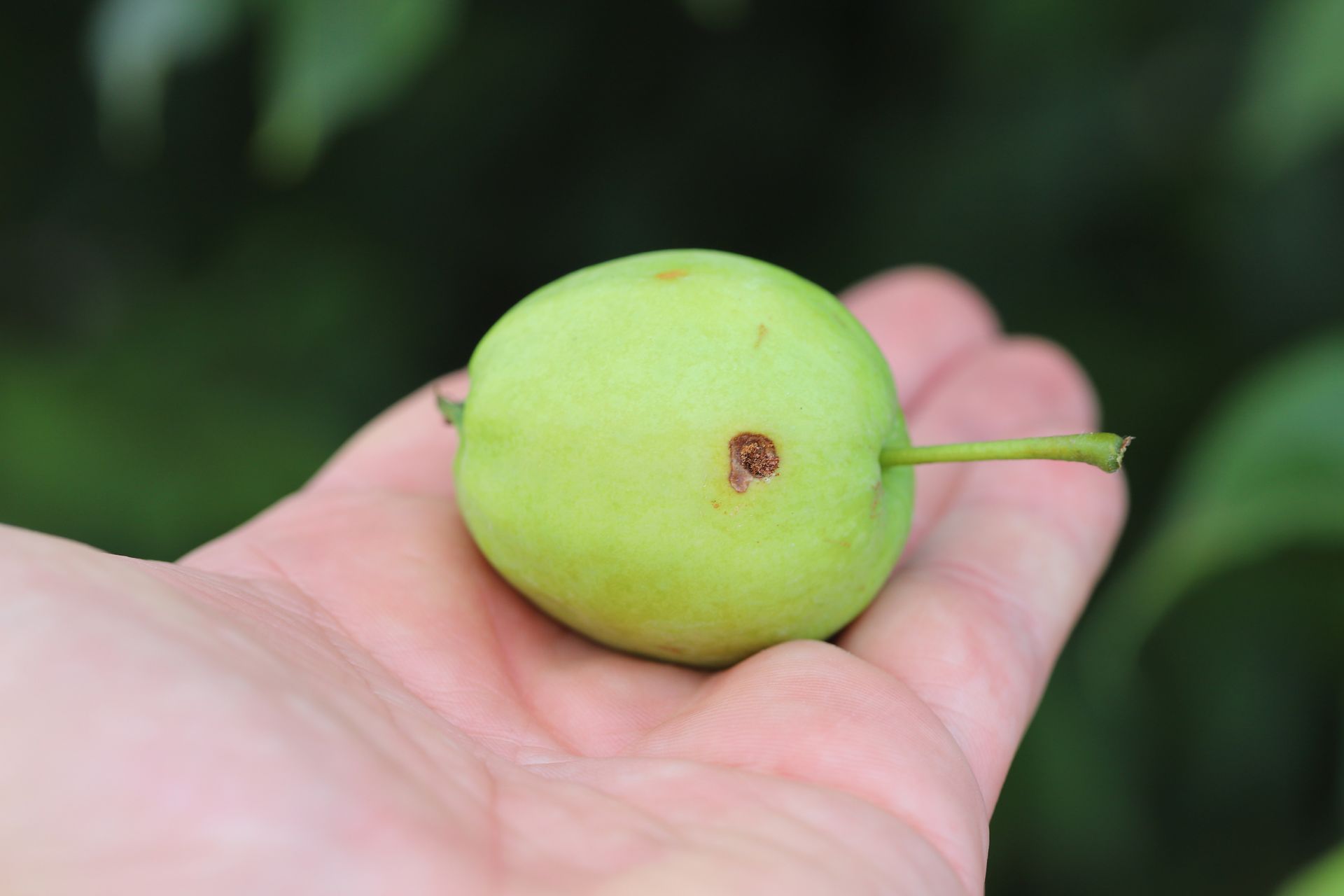 Main tenant une pomme attaquée par un insecte