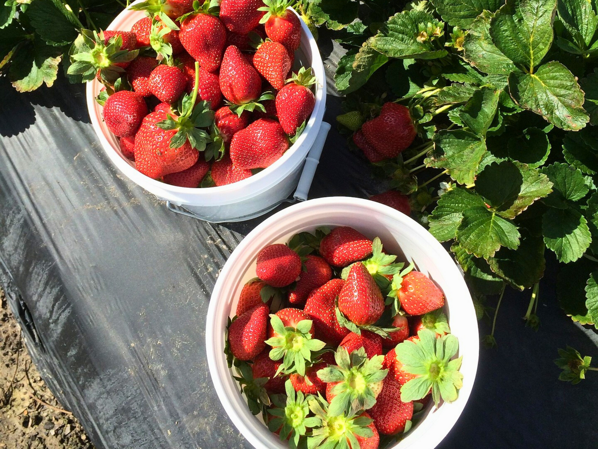 Seaux remplis de fraises lors d'une cueillette dans un champ