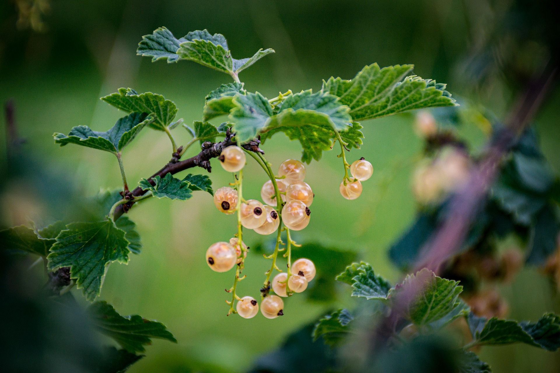 Petits fruits jaunes sur une branche d'arbre