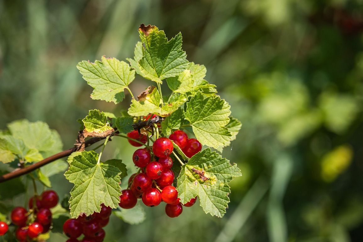 Gros plan sur une branche avec une grappe de groseilles