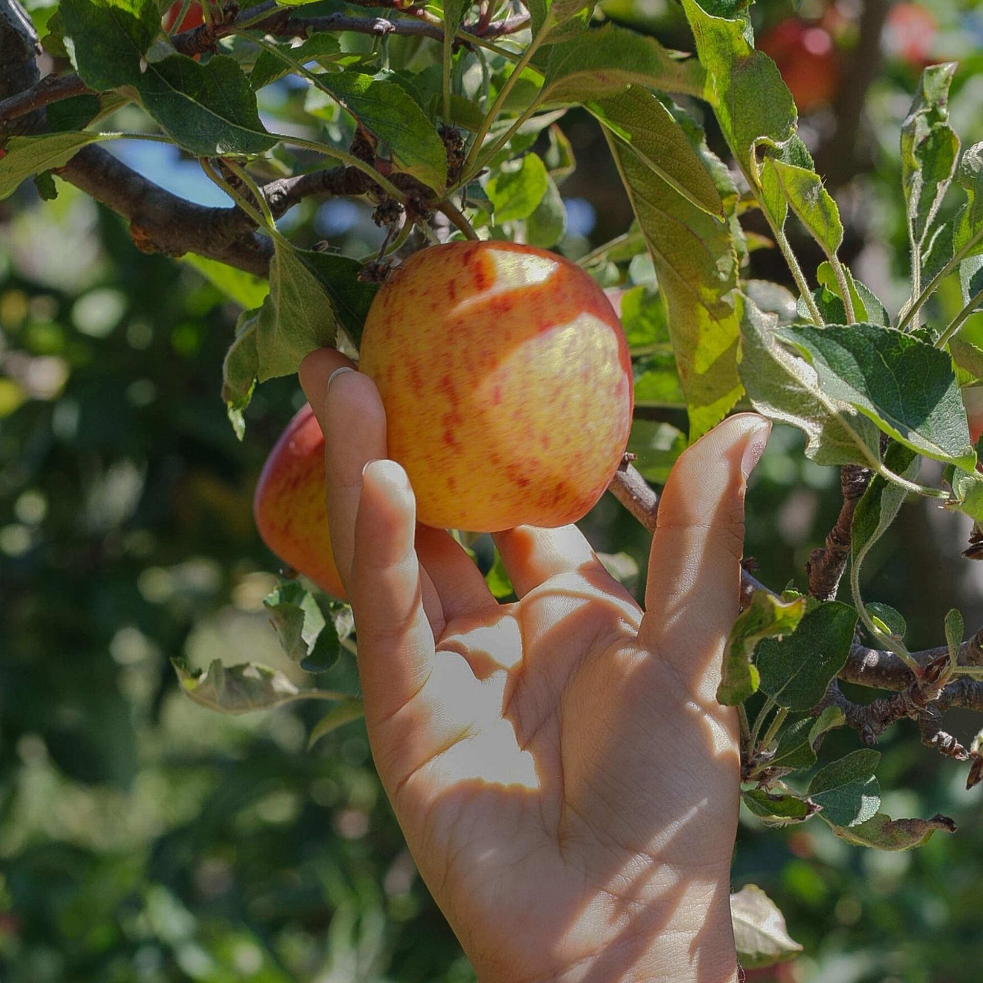 Personne en train de cueillir une pomme directement dans un arbre