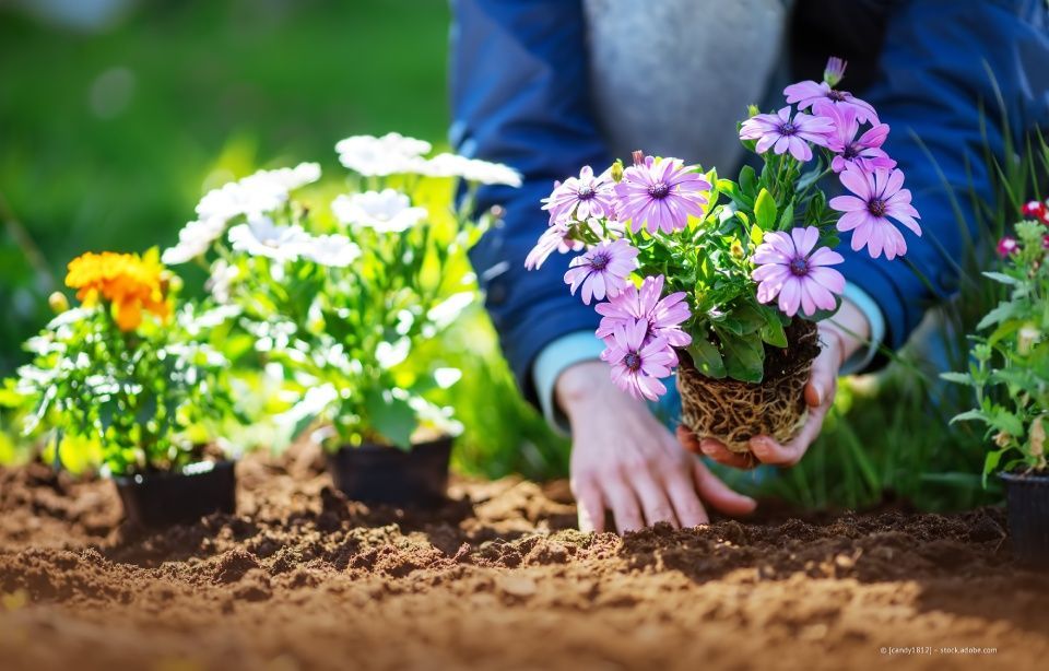 Hände pflanzen einen Topf mit rosa Blumen in ein Gartenbeet, in der Nähe blühende Pflanzen und Erde.