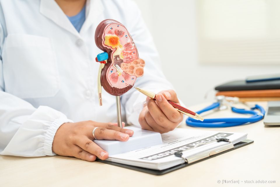 Ein Arzt zeigt auf ein Nierenmodell auf einem Schreibtisch; Stethoskop, Notizblock und Patientenakte sind sichtbar.