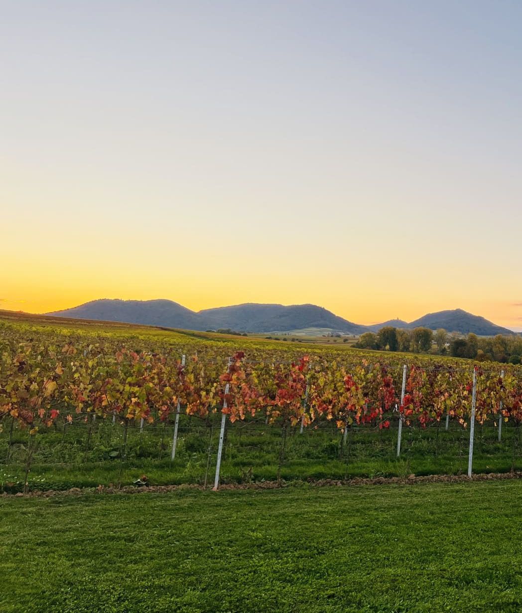 Ferienwohnung Rebenblick Altes Haus aus rotem Sandstein in Landau-Wollmesheim.