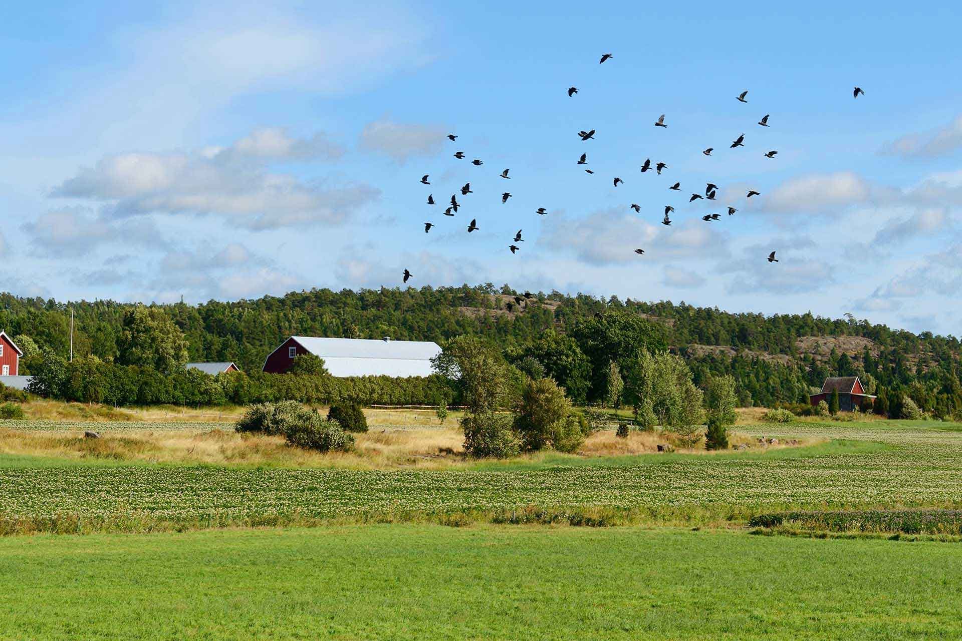 Savon Aurinkoenergia Oy