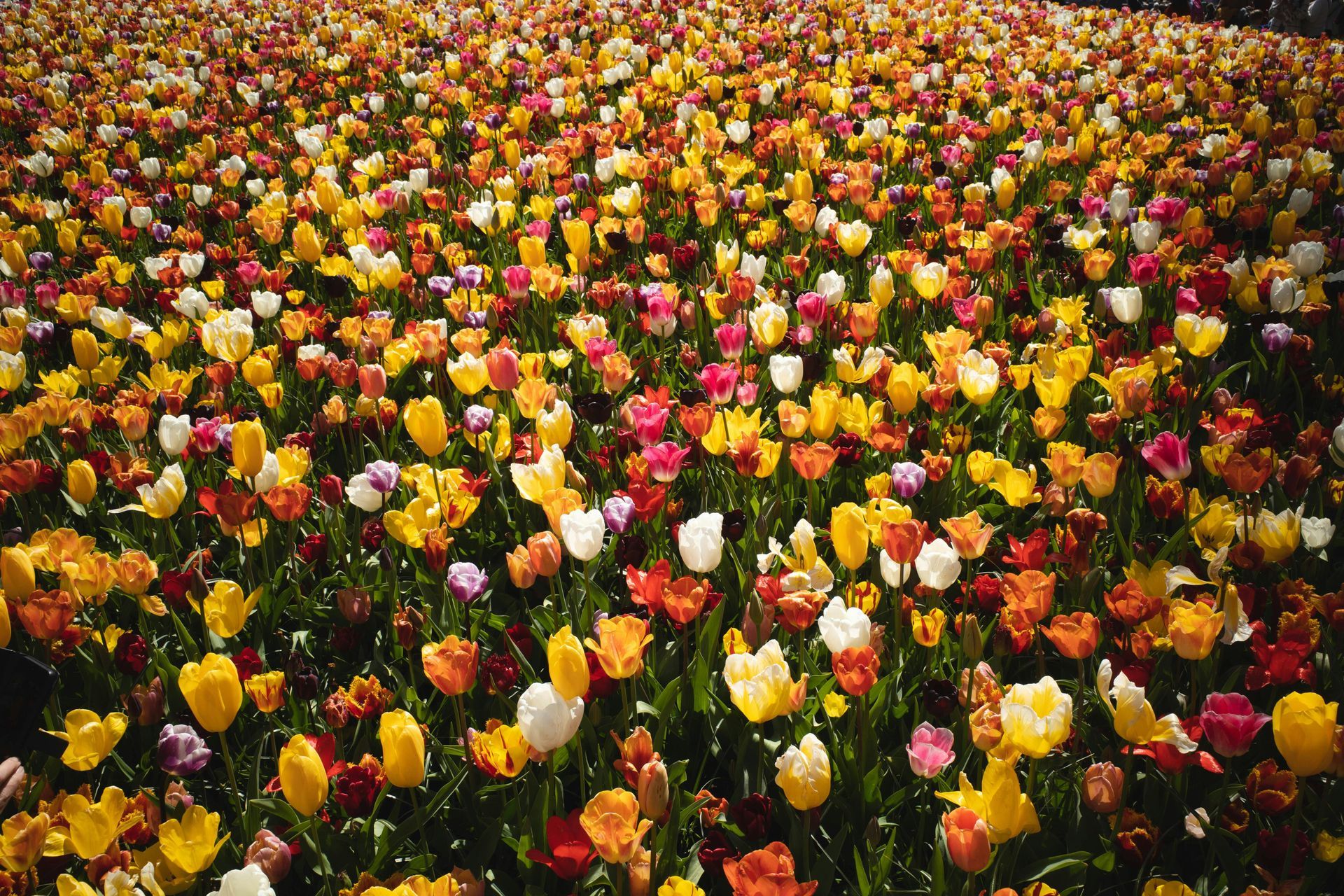 Colorful field of blooming tulips in red, yellow, pink, orange, and white, densely covering the ground in bright spring sunlight.