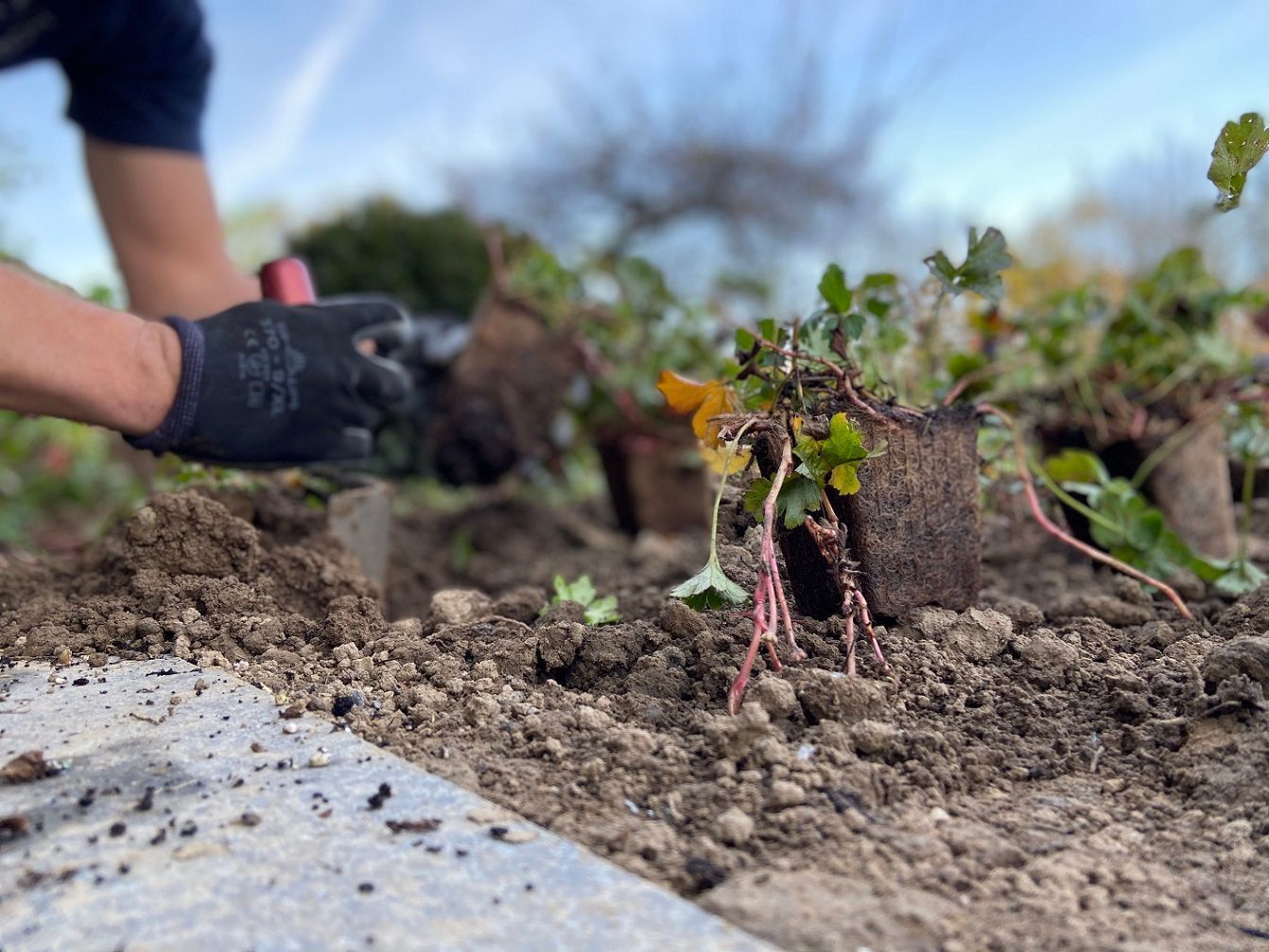 Müller Gartengestaltung GmbH