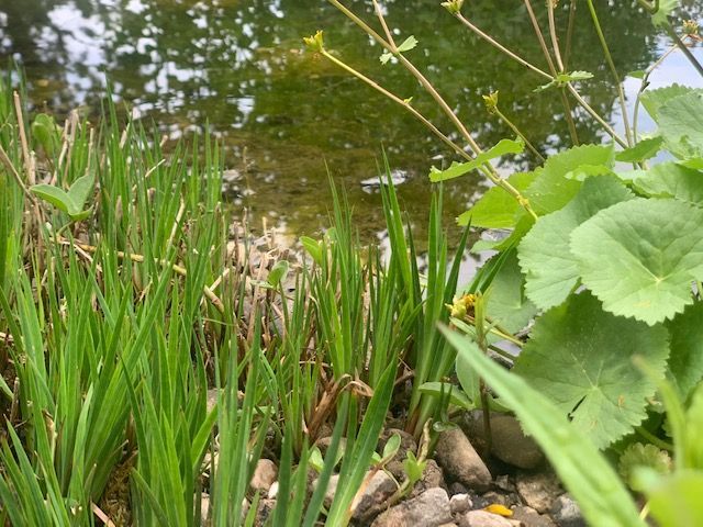 Müller Gartengestaltung GmbH