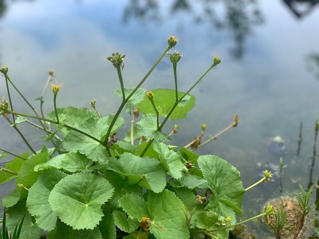 Müller Gartengestaltung GmbH