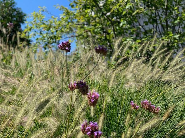 Müller Gartengestaltung GmbH