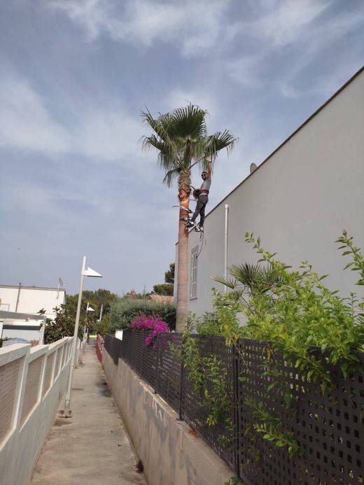 Un hombre está cortando un árbol con un par de tijeras.