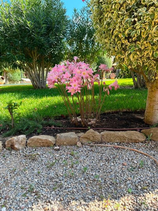 Un hombre está arrodillado en un jardín cortando un arbusto con una cortadora de setos.