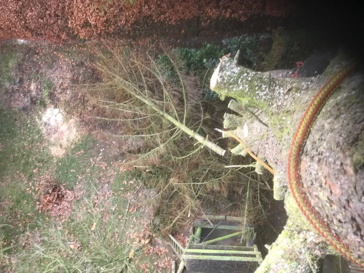 Ein Baum mit einem daran befestigten Schlauch wird gefällt.