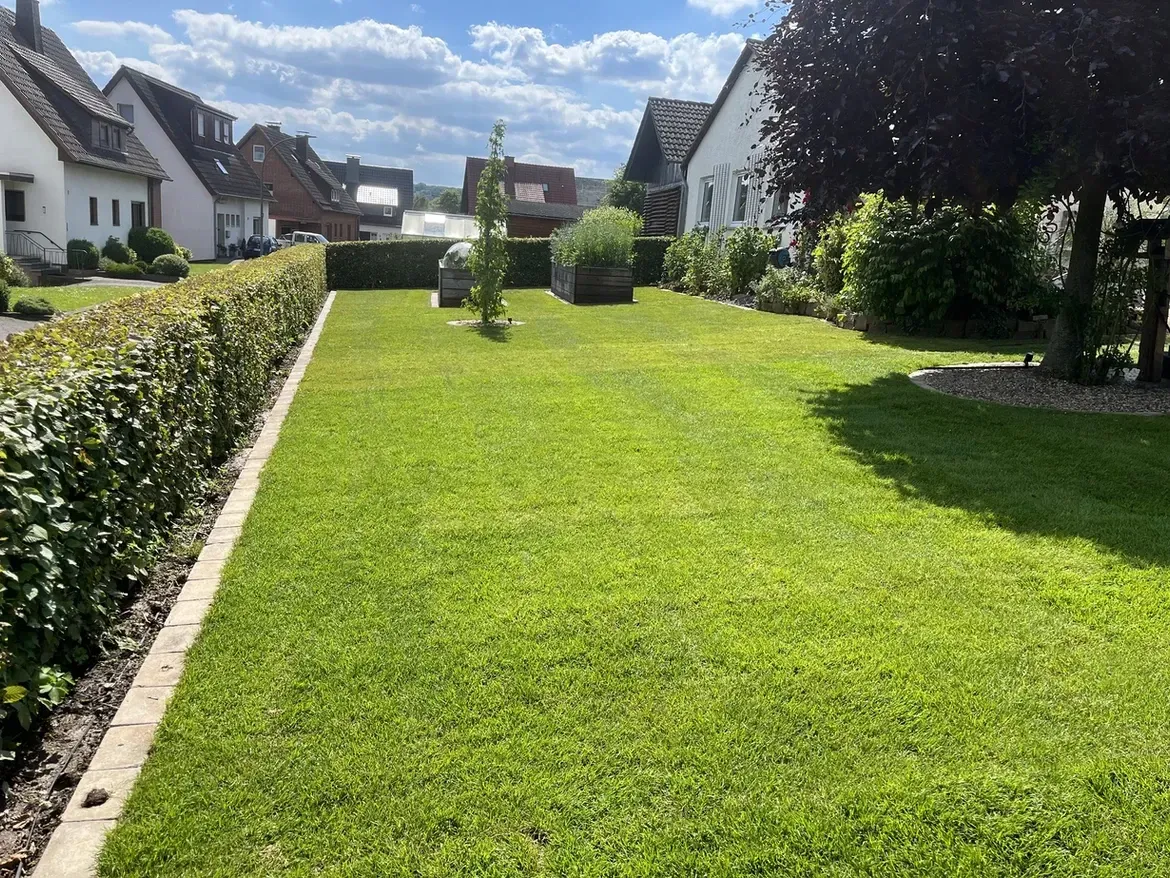 Ein üppiger grüner Rasen in einem Wohngebiet mit Häusern im Hintergrund.