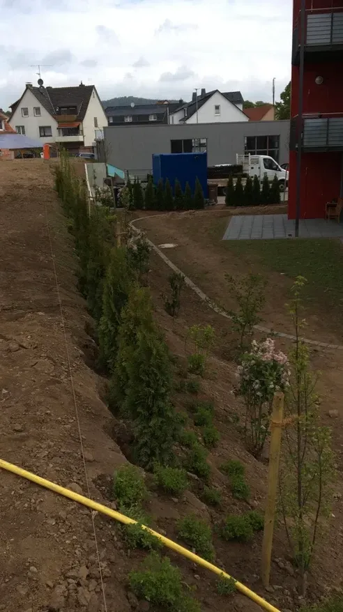 Ein gelber Schlauch liegt im Dreck neben einer Reihe von Pflanzen.