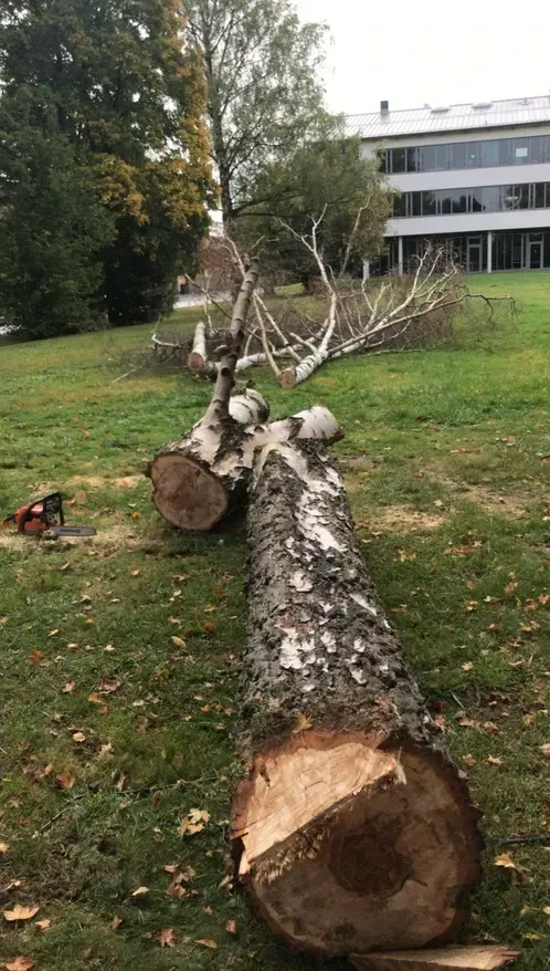 Ein großer Baumstamm liegt im Gras vor einem Gebäude.
