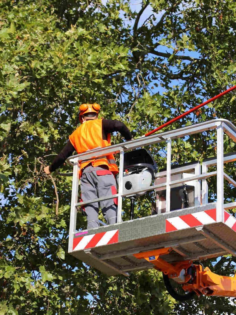 Ein Mann steht in einem Kran und fällt einen Baum.